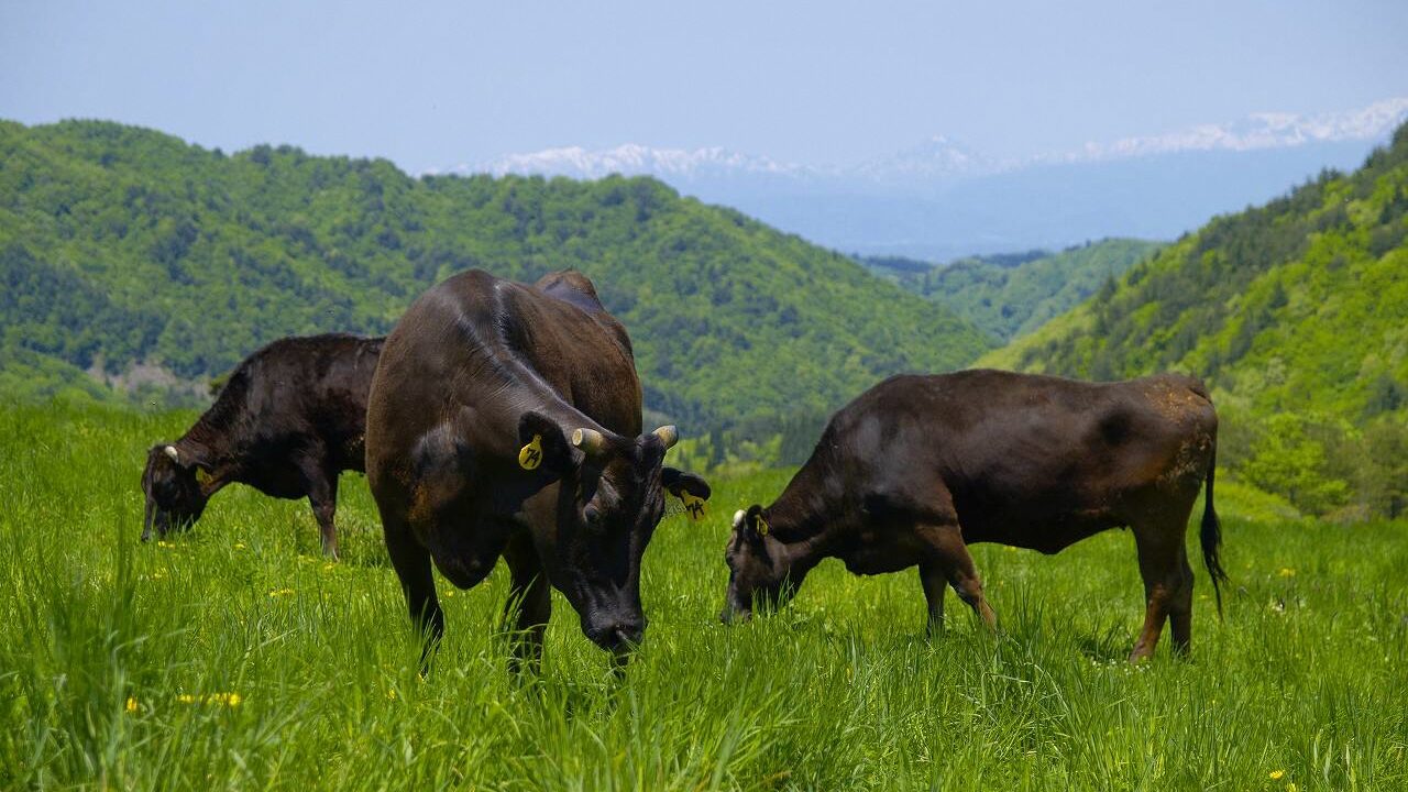 吾妻山麓の放牧場で草を食べる米沢牛の母牛